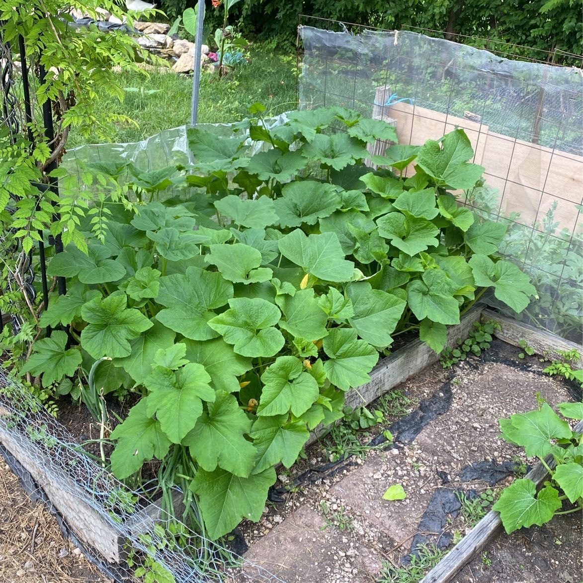 Pumpkin Vines