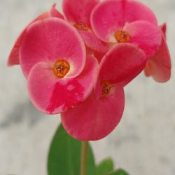 Planta.  Corona de cristo ID sweet love