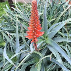 Aloe Savila Plant Sale