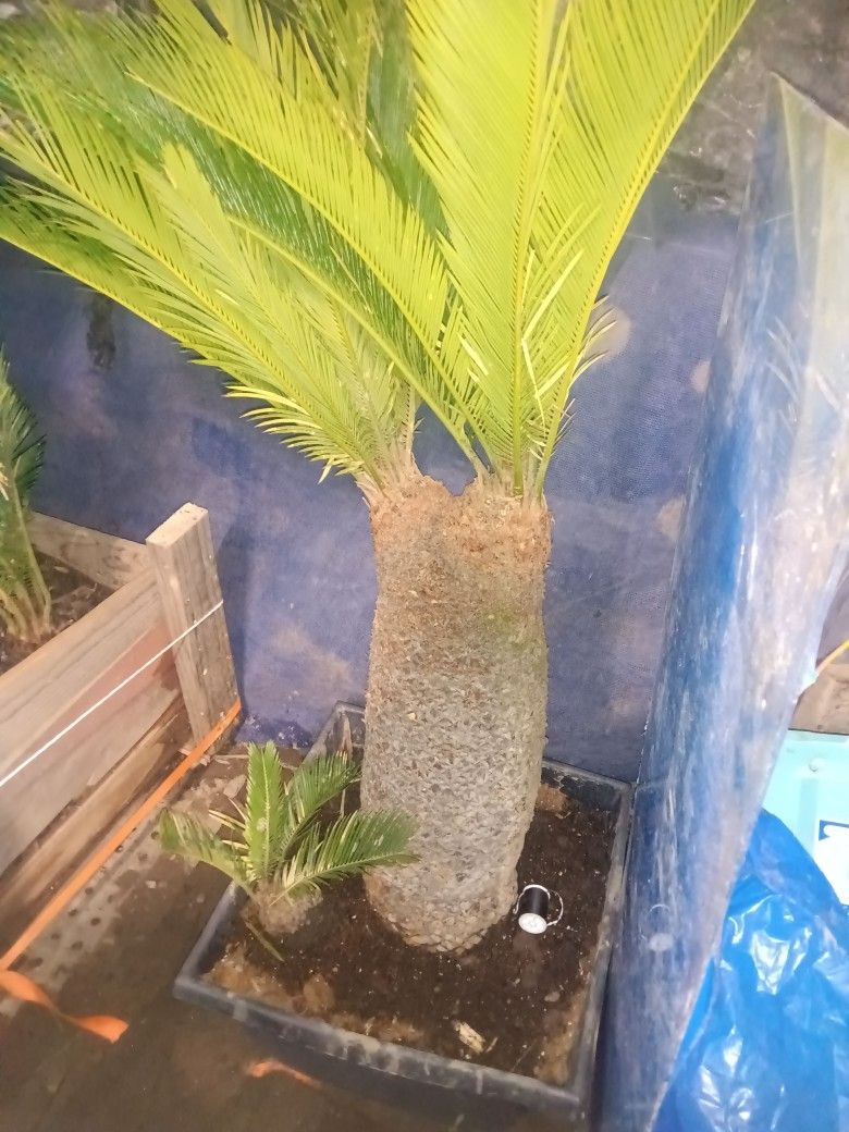 Sago Palm,Trunk 30 In.22 In Tall..