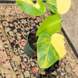 Monstera Aurea Marmorata Halfmoon 