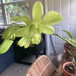 Blooming Yellow Dendrobium Orchid 