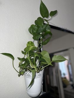 Hanging Pothos Plants With Pot