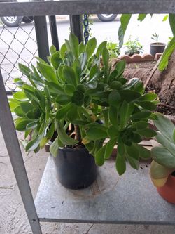 Tree aeonium Succulent plant