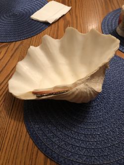 Giant clam shell