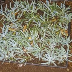 Yard plants