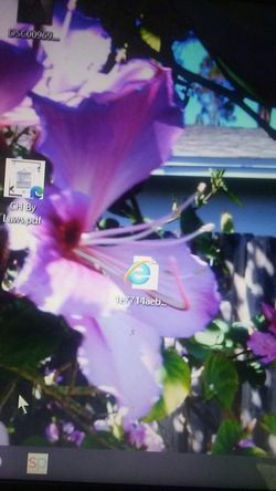 Orchid starter trees