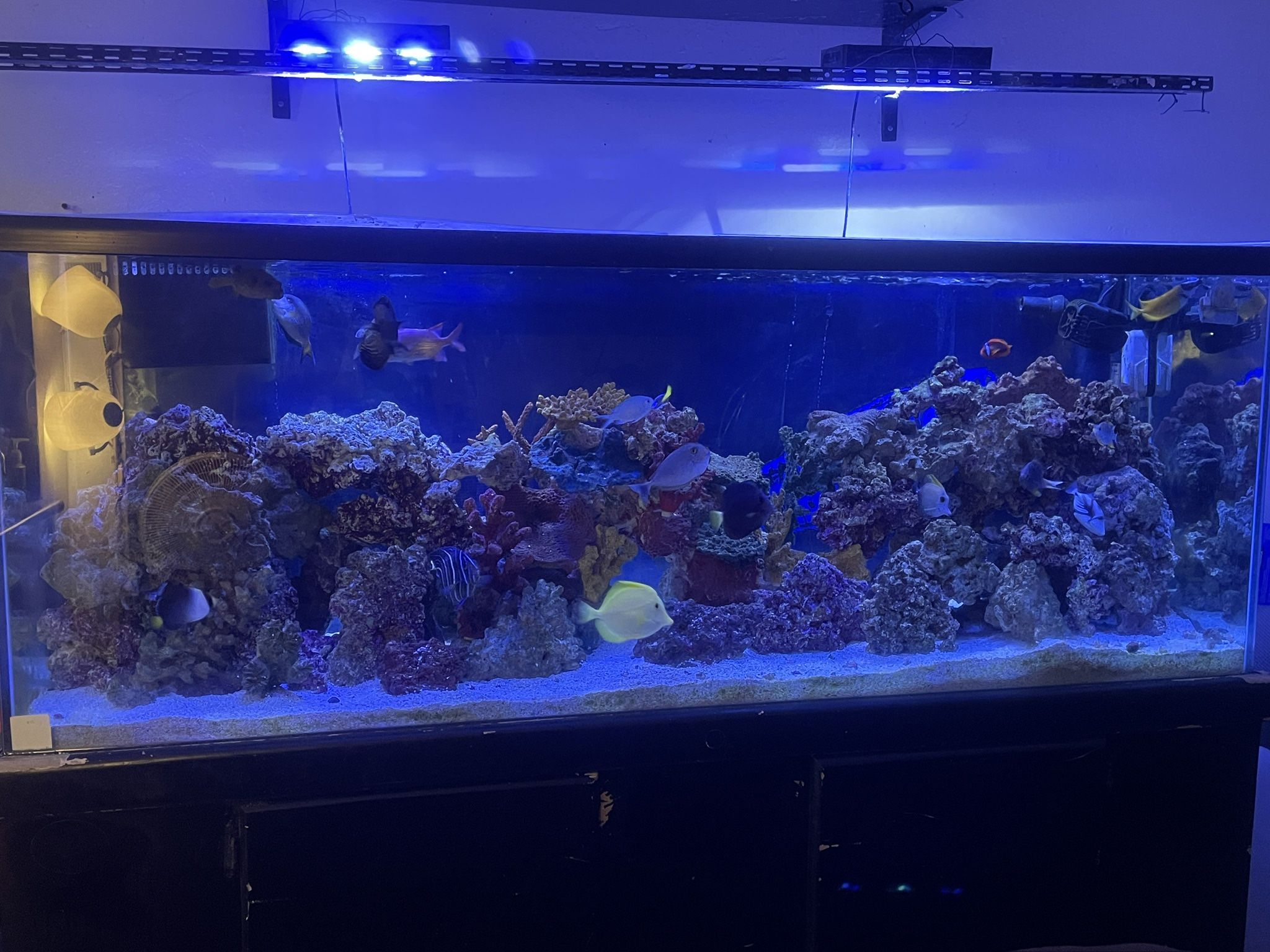 Fish Tank