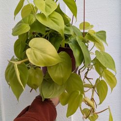 Philodendron Neon Cordatum Plant 6" Pot - Indoor House Plants 