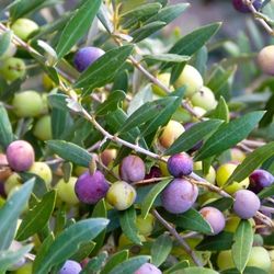 Arbequina Olive 1 Gallon Fully Grown Plant