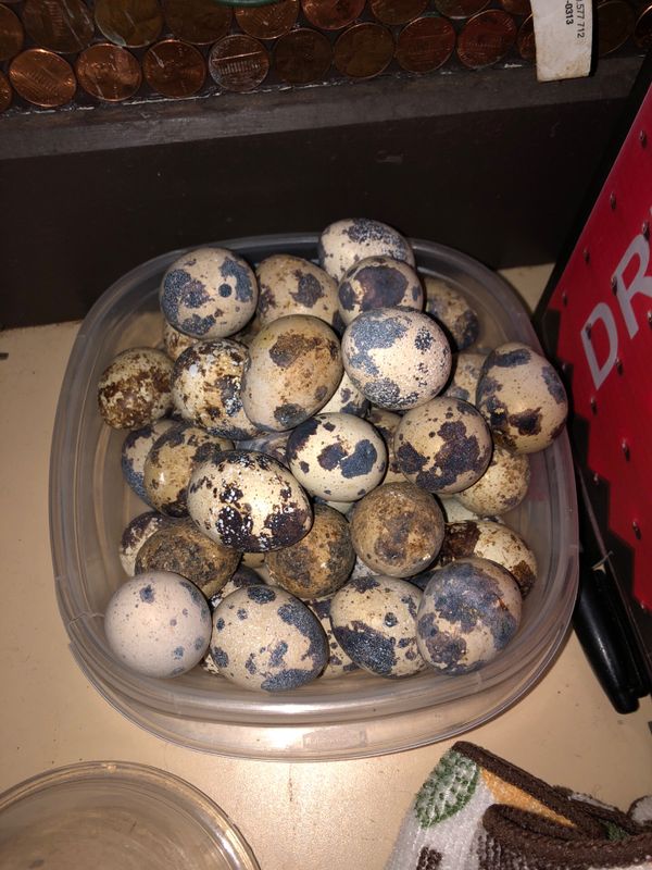 Fresh fertile quail eggs for Sale in Kent, WA OfferUp