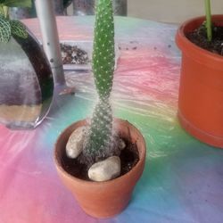Long Cactus 🌵 Plant