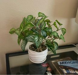 14-Inch Artificial Argyreia Leaf Potted Plant