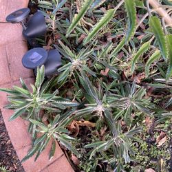 FREE Kalanchoe Tubiflora Delagoensis /Chandelier Plant / 🔻SEE BELOW 🔻