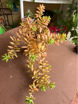 Large succulents plant