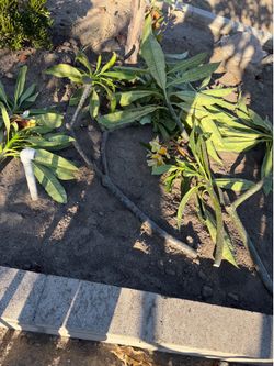 Plumeria cuttings