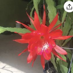 Red Flowers epiphyllum 1 Gallon Pot ,$50