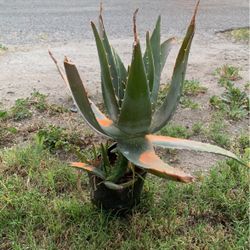 Cheap Aloe Vera Plant/planta De Savila