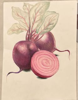 Original Beet Colored Pencil Drawing