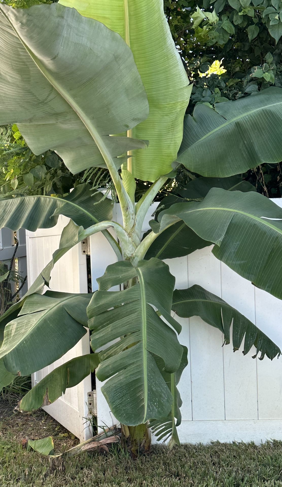 Banana Plant