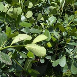 Clusias Only 9.50 Instant Privacy Hedge For Fence 