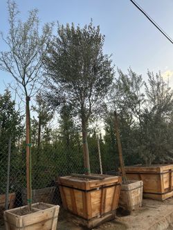 Wilsonii fruitless olive tree 36”box