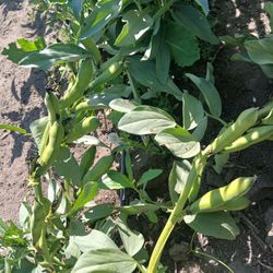 Avas Frescas  Organicas Disponibles,Fava  Beens