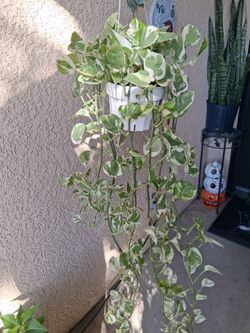 CLEARANCE. N'Joy Pothos Plant $20