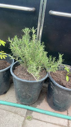 Plantas vivas de romero