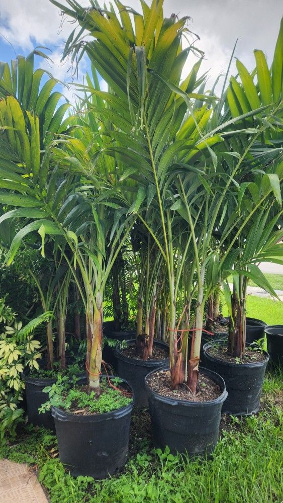 Spectacular Christmas Palms About 6 Feet Tall!!! Fertilized