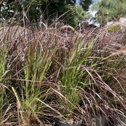 Mexican Feather Grass – ONLY $4.99!