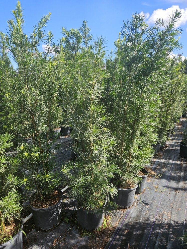 Podocarpus About 7 Feet Tall Instant Primary Hedge For Fence Green Full