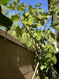 Fig Tree dwarf (9-10 ft. mature) - green figs - you dig it