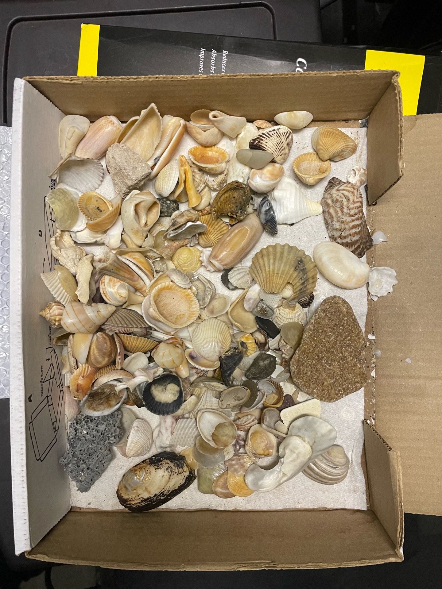 Need gone asap Bulk assorted 100+ Mixed Seashell Lot — Beach Collected, Crafts, Décor, Resin Art, Terrariums