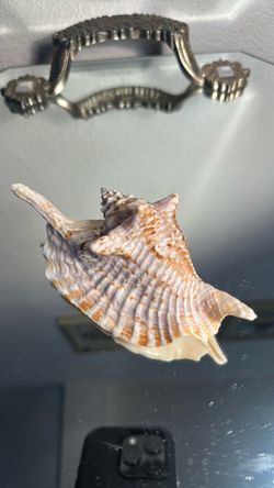 Rooster Conch Shell Strombus Gallus
