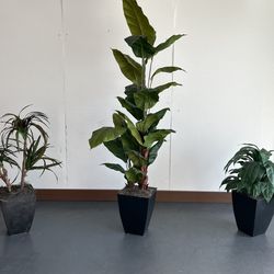 7 Foot Spath Tree