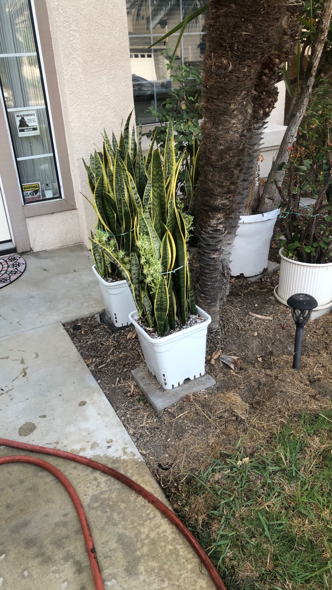 Snake. Plant Fully Grown 