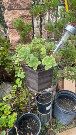 Planta