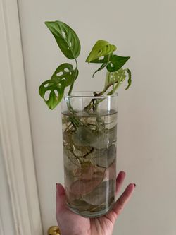 Monstera Adansonii  Healthy Cuttings