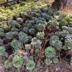 Landscaping Succulents. Amoeba 