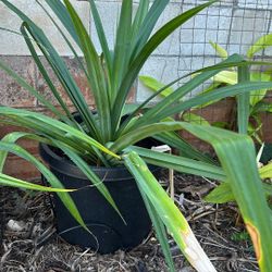 Hala (Pandanus) Tree Plant - Thornless Variety