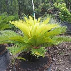 Sago Palm 🌴$225