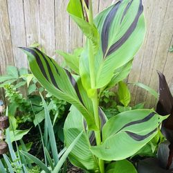 Rare Exotic Canna Lily