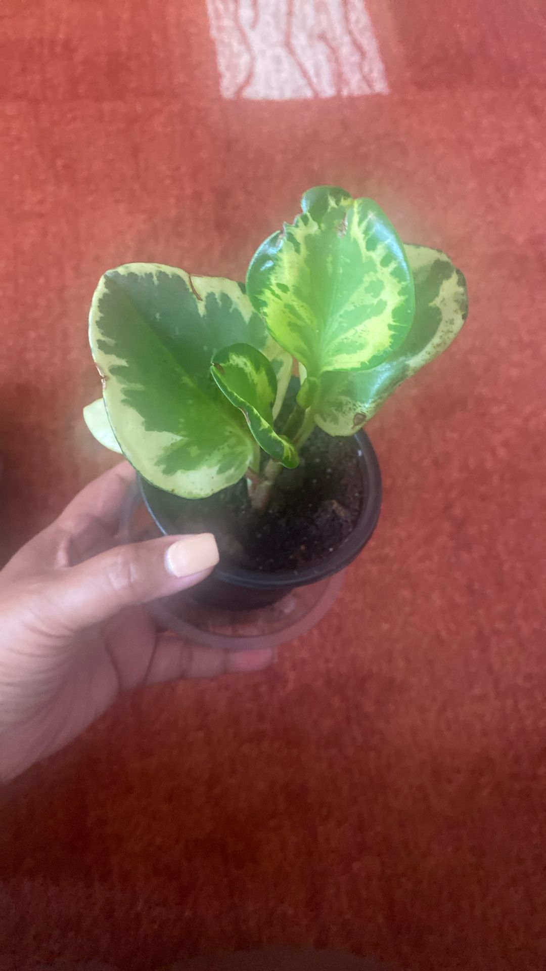 Salt And Pepper Peperomia Plant In 4” Pot