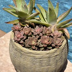 Beautiful Succulents 