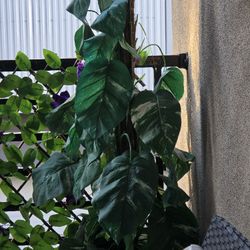 Silk Plant - 4ft Tall