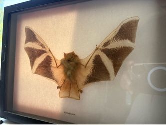 Taxidermy White Bat