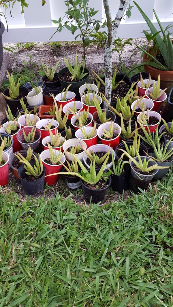 Aloe plants see below for prices for Sale in Plantation