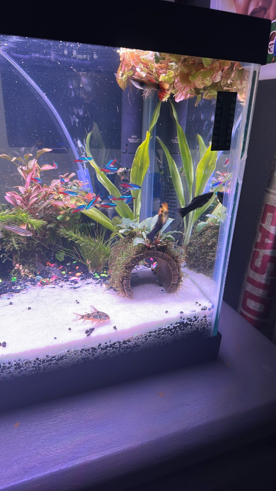 Mollys N Guppies