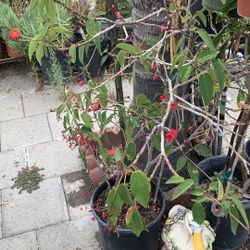 Nhất Chi Mai.  Flowering 